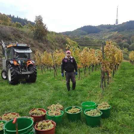 Weingut Vogel Vogtsburg