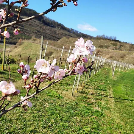 Weingut Vogel Διαμέρισμα